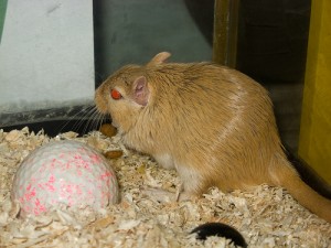 gerbil
