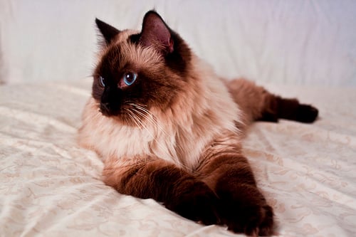 How Much Does A Ragdoll Cat Cost HowMuchIsIt demigirl-pride-minecraft-skin