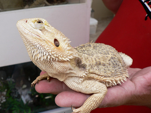 How Much Does a Bearded Dragon Cost? | HowMuchIsIt.org