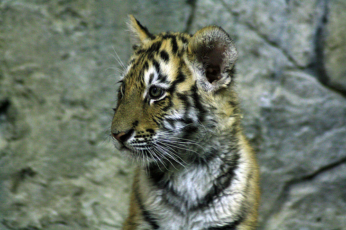 How Much Does A Tiger Cub Cost HowMuchIsIt