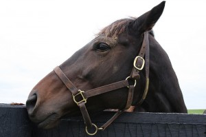 horseh