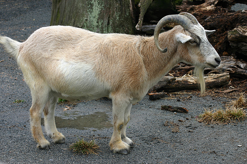 How Much Does A Pygmy Goat Cost HowMuchIsIt