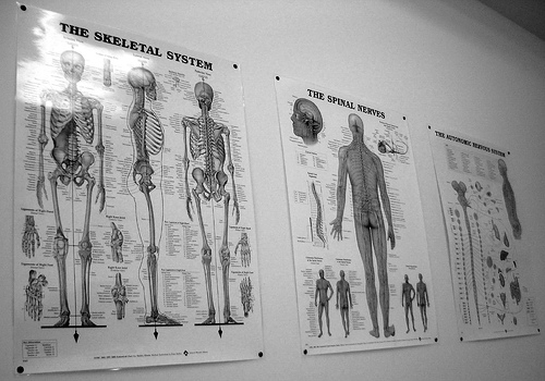 Chiropractor Prices
