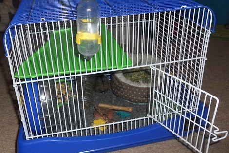 How Much Does A Hamster Cage Cost HowMuchIsIt How Much Does A Hamster Cage Cost HowMuchIsIt