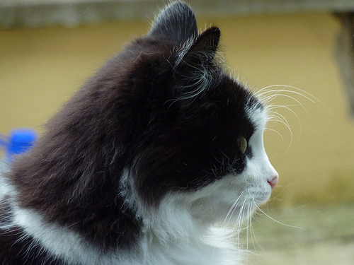 How Much Does Cat Microchipping Cost HowMuchIsIt How Much Does Cat Microchipping Cost HowMuchIsIt