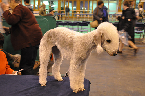 Bedlington Terrier by Petful.com, on Flickr