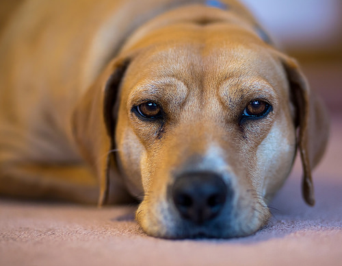 How Much Does Deworming A Dog Cost HowMuchIsIt How Much Does Deworming A Dog Cost HowMuchIsIt