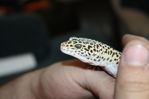 How Much Does A Leopard Gecko Cost HowMuchIsIt How Much Does A Leopard Gecko Cost HowMuchIsIt