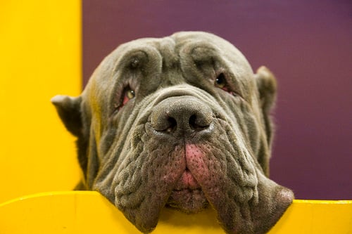 Neapolitan Mastiff by audrey_sel, on Flickr