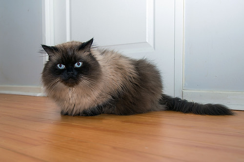 How Much Does A Himalayan Cat Cost HowMuchIsIt How Much Does A Himalayan Cat Cost HowMuchIsIt