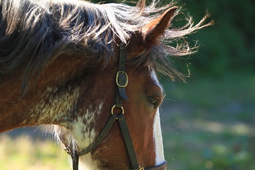 How Much Does a Clydesdale Horse Cost? | HowMuchIsIt.org