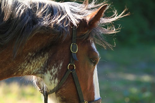 Clydesdale horse on a slightly windy day by couchmaster73, on Flickr