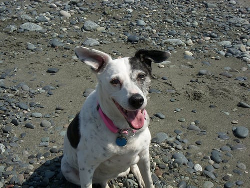 Border Collie (Smooth Coat) - ”Sweety” by jimbomack66, on Flickr