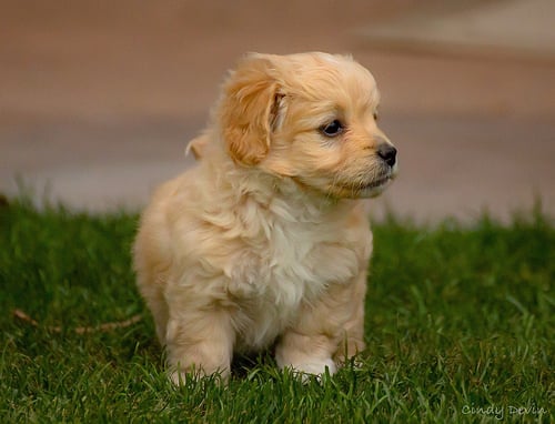 Kylie - Our sweet little 9 week old Cock by Cindy Devin, on Flickr