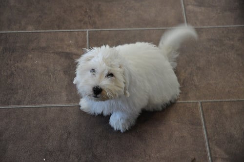 Coton de tuléar puppy by TomiToivio, on Flickr