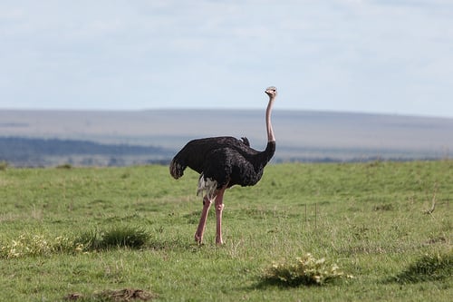 Ostrich by Matt Biddulph, on Flickr