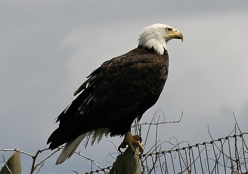 Bald Eagle by brendan.lally....away, on Flickr