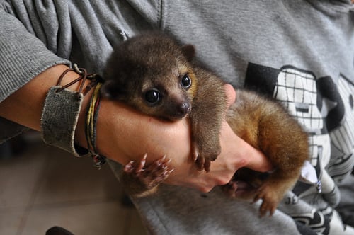 Our baby Kinkajou, Digit by MaRu180, on Flickr