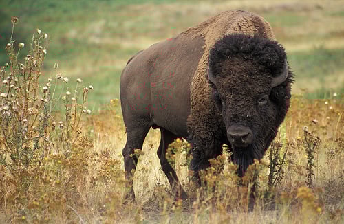bison by Royalty-free image collection, on Flickr