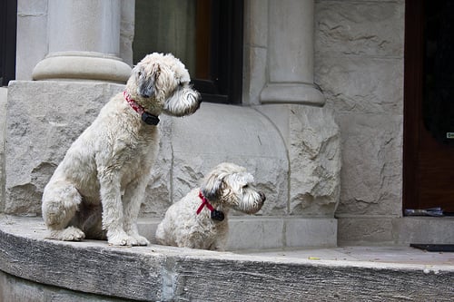 Wheaten Terrier
