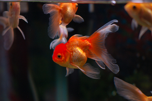 How Much Do Goldfish Cost HowMuchIsIt